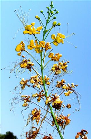  Inflorescence
